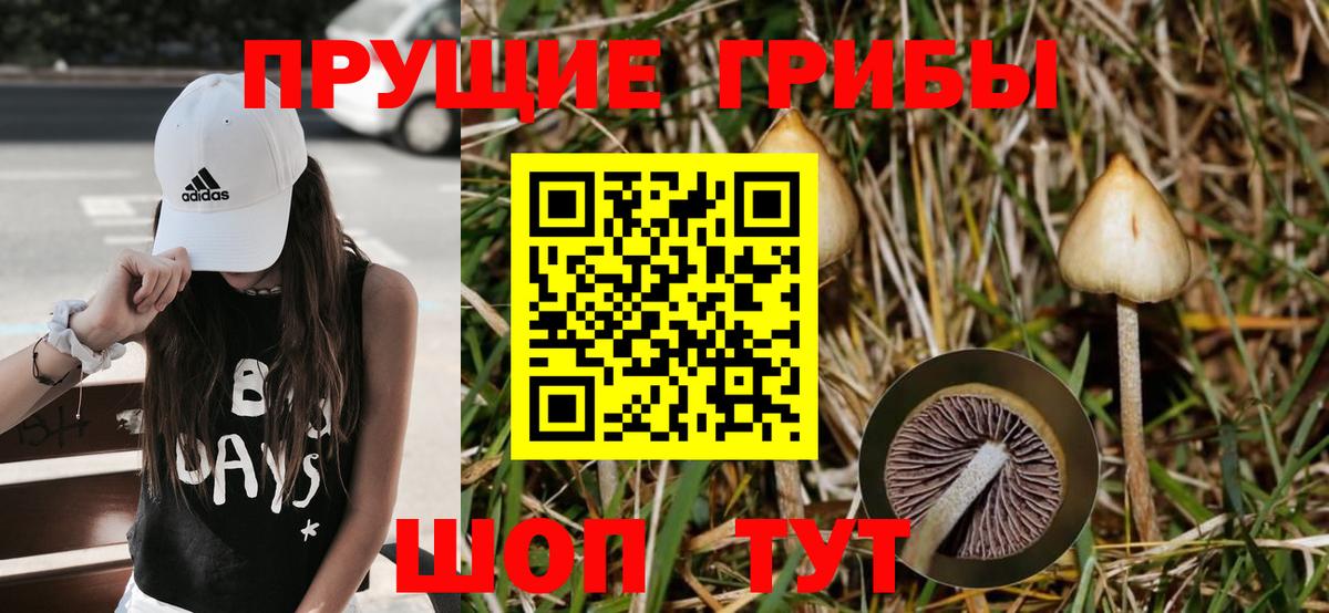 Псилоцибиновые грибы Psilocybine cubensis Медногорск